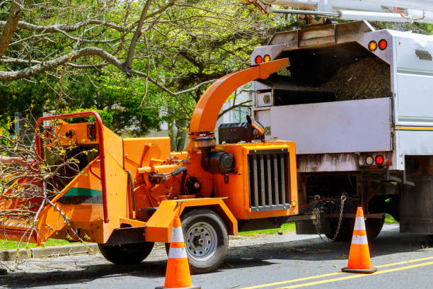 Best Dead Tree Removal  in Florissant, MO